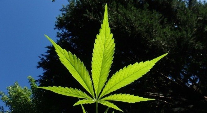 Maconha seria usada em rituais na China há 2.500 anos, diz&nbsp;pesquisa