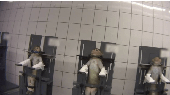 Macacos obrigados a girar, gatos com 13 extrações de sangue por&nbsp;dia