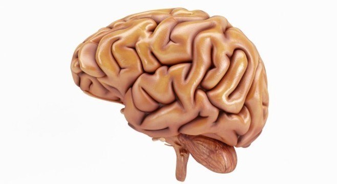 Cérebro é capaz de se readaptar após remoção de sua&nbsp;metade