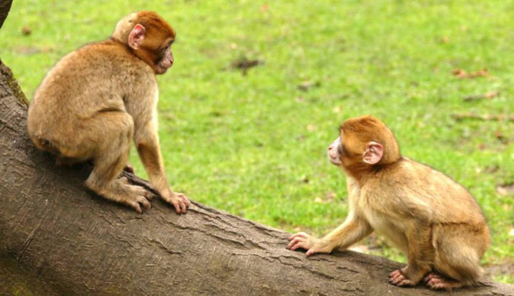 Não curem a homossexualidade