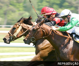 Habeas Corpus para&nbsp;cavalo