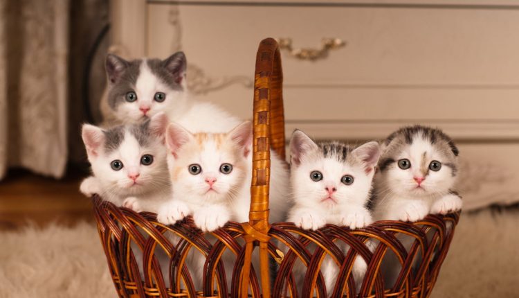 13 curiosidades impressionantes sobre os gatos; descubra&nbsp;aqui