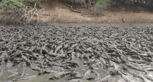 Animais canibais? fruto da seca e queimada no Pantanal&nbsp;…