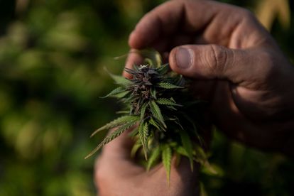 Liberdade para as&nbsp;drogas