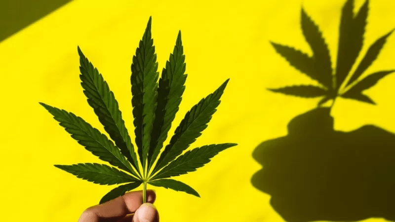 Como a maconha afeta nossa cognição e psicologia, segundo novos&nbsp;estudos