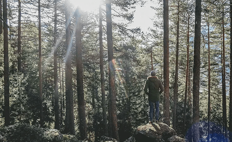 Banho de floresta: conheça a terapia&nbsp;shinrin-yoku