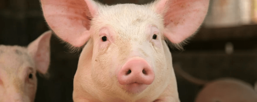 Os 7 animais mais inteligentes do planeta&nbsp;terra