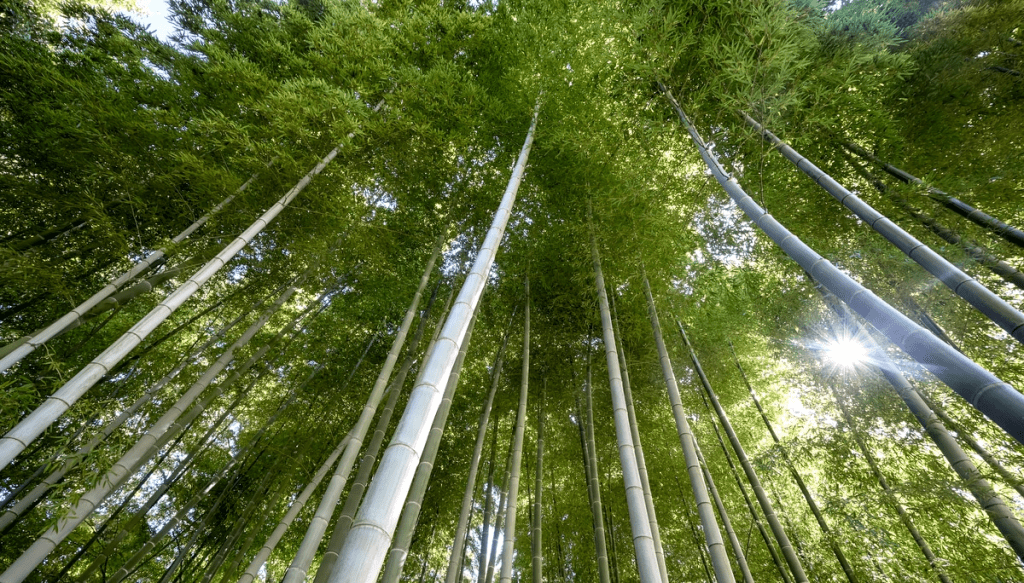 Conto Zen do&nbsp;Bambu