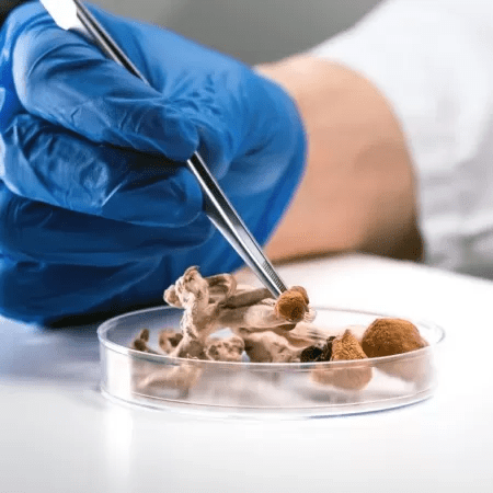 Microdose de cogumelo ajuda saúde mental, dizem usuários; ciência não&nbsp;prova